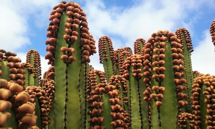 The amazing Euphorbia canariensis