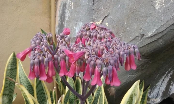 This chandelier plant is an example of Tenerife's colourful surprises
