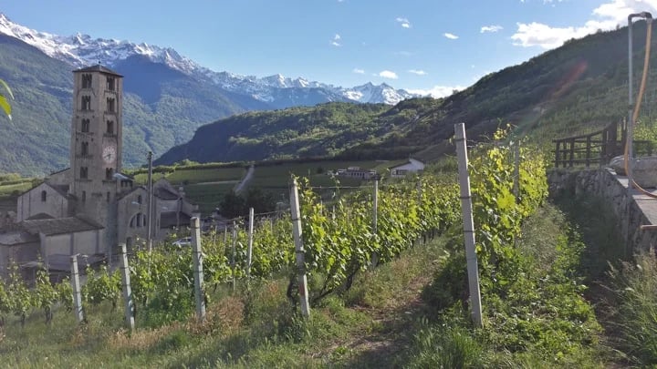 Vineyards in Valtellina