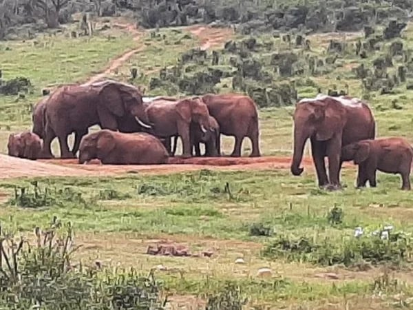 Amakhala Game Reserve Big 5 Safari