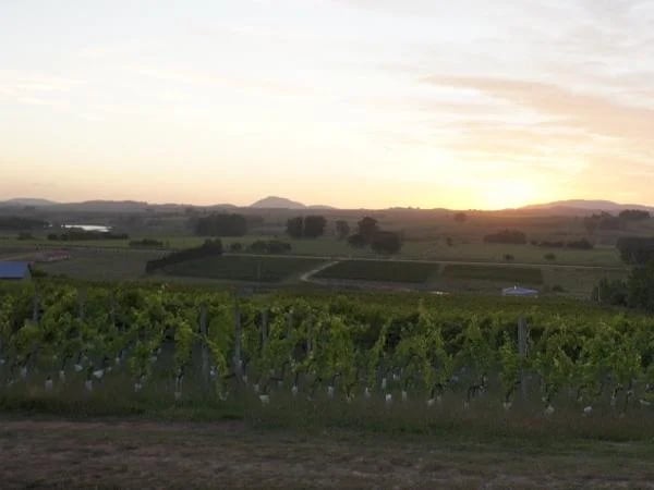 Punta del Este shore excursion: City + Wine experience