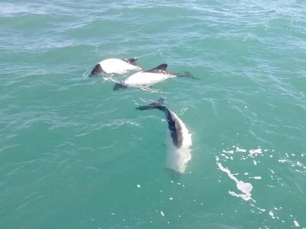 Dolphins and Dinosaurs - Half day tour from Puerto Madryn