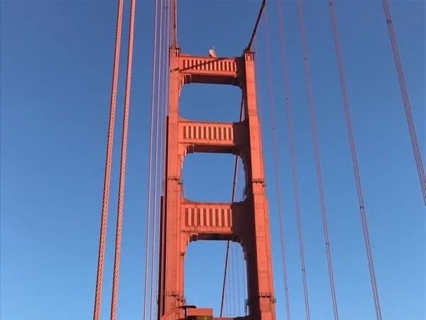 Views, Views, and more Views on a Private Custom San Francisco Tour