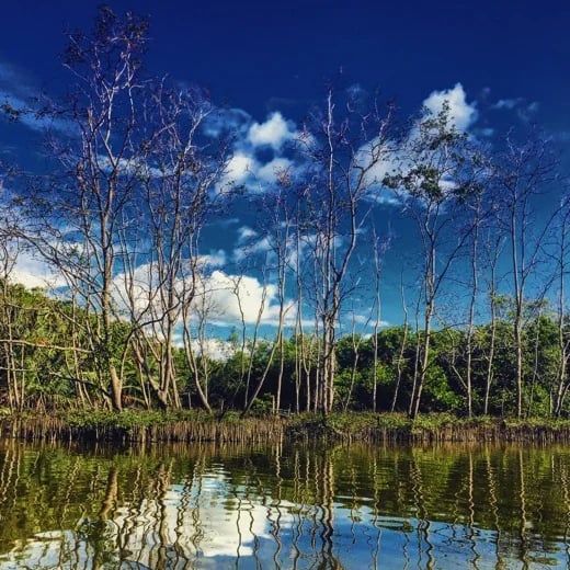 A view across the mangroves on my Brunei river tour