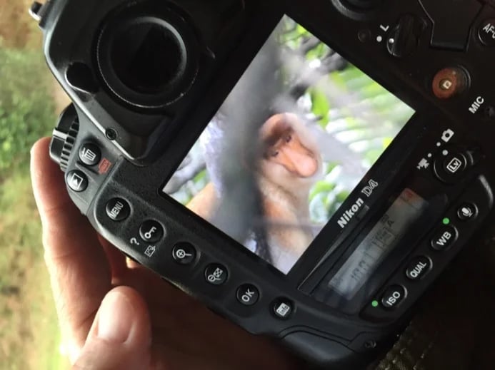 One of my guests taking a far better photo of the Proboscis monkeys than I ever manage