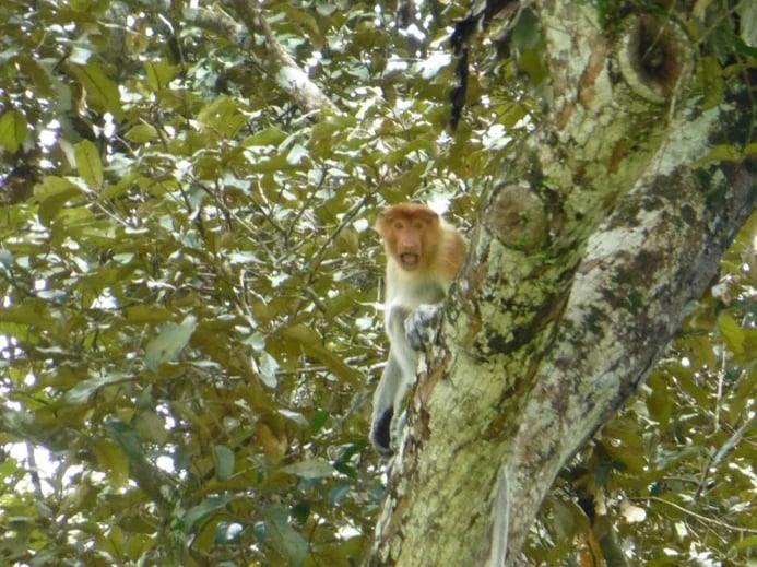 A Proboscis monkey looked shocked at me taking a photo haha