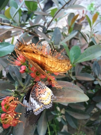 Entopia - World largest Butterflies garden and Insects