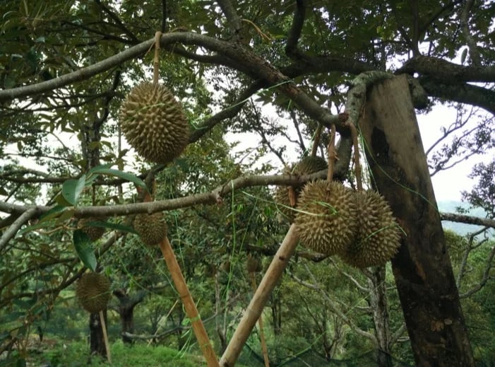 Durian - King of Fruits