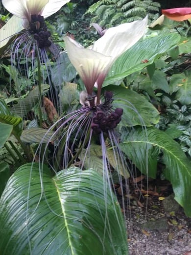 Tropical Spice Garden - enter into the world of "Green Gold"