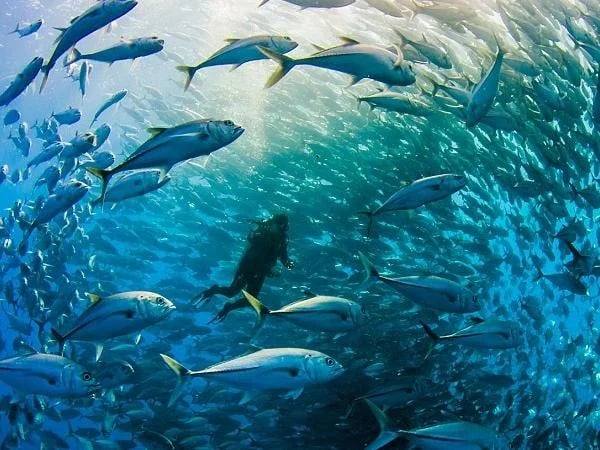 Cabo Pulmo Scuba Diving Full Day Tour