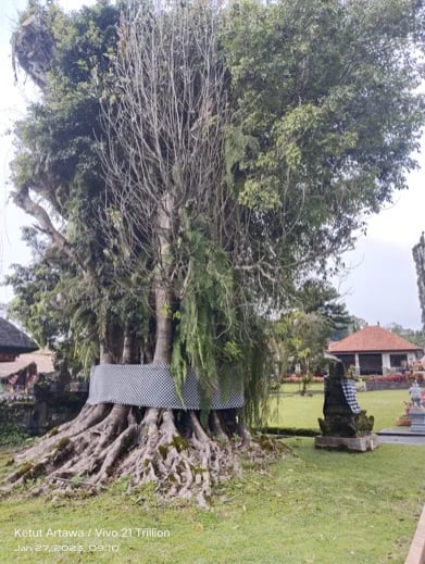 Ketut A.'s gallery