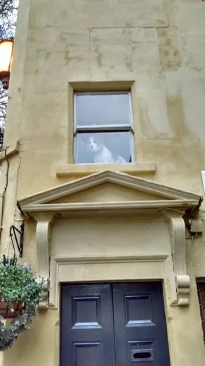 How much is that doggie in the window ?