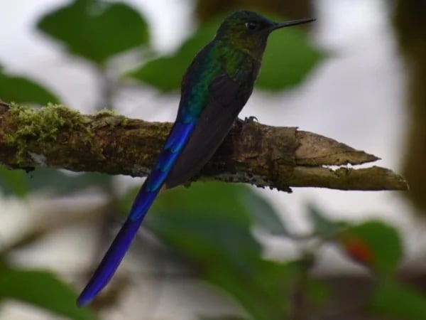 Mindo Cloud forest , wildlife and adventure sports tour. - Ask for a quotation if you are more than 2 people.