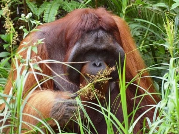 Orangutan - Wain River Protection Forest - Mangrove Center Full Day Tour