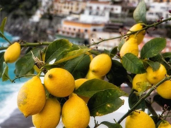 Gastronomic full day tour in Sorrento