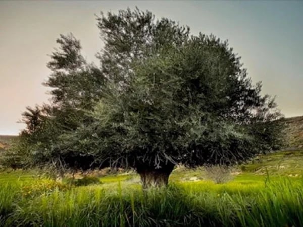 Multi-Day Tour from Kalamata