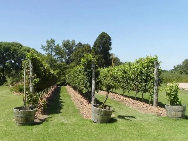 Beautiful Montevideo and interesting Winery private Shore Excursion Tour