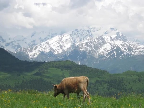 7 Days Private Tour including Svaneti region