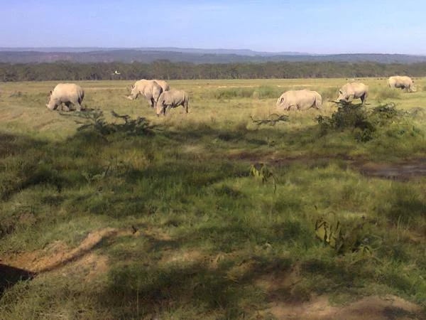 5-day Lake Naivasha, Lake Nakuru and Masai Mara Safari
