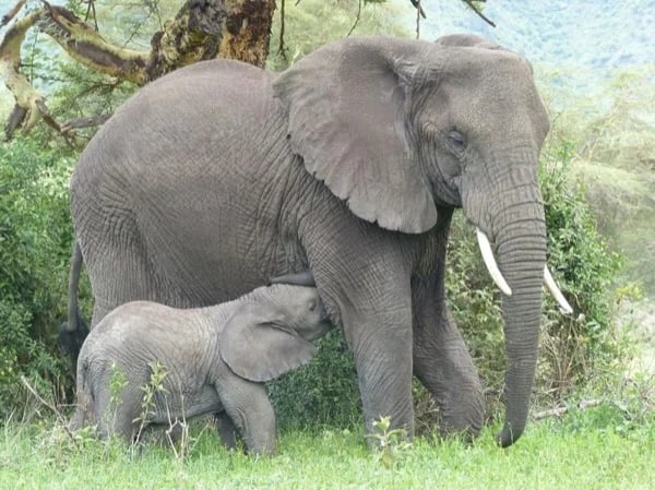 Tarangire, Serengeti and Ngorongoro Wildlife Safari