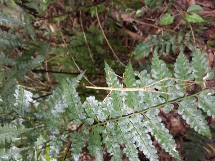Stick Bug!