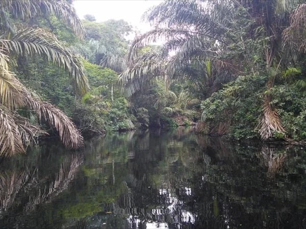 Tortuguero Canals