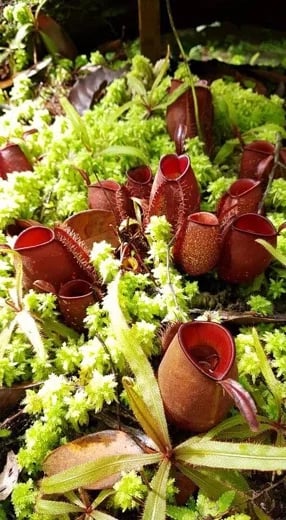 THE MONKEY CUP/NEPENTHES GARDEN @ PENANG HILL
