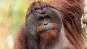 ORANG UTAN ADAM