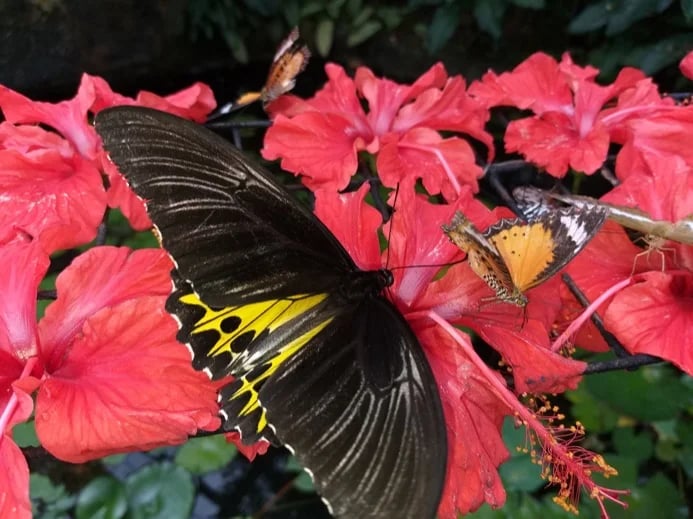 Feeding Time - The Entopia Butterfly Farm