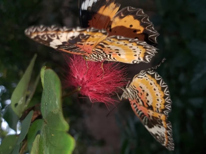 Nectar Extraction By Butterflies