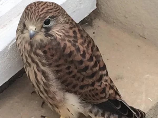 Berlin: Bicycle tour to the city's birds of prey - Half-Day