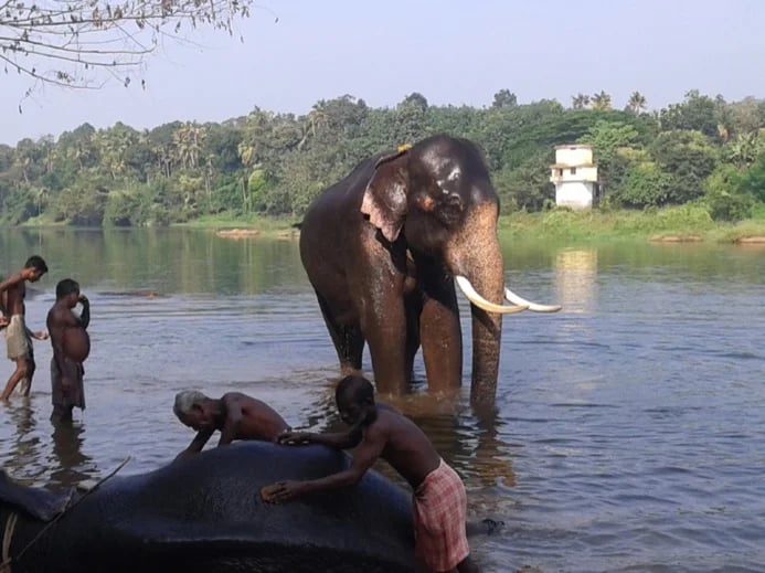 Visiting elephant camp and training centre