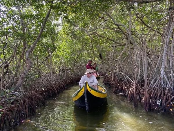 Mangroves Private Tour