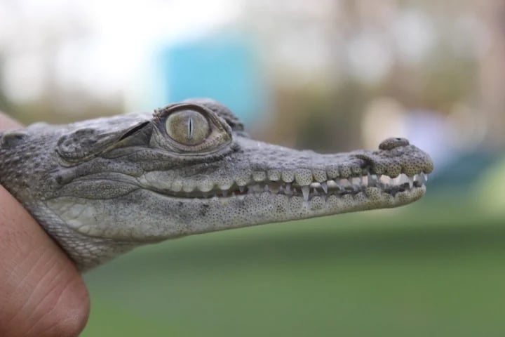 crocodile