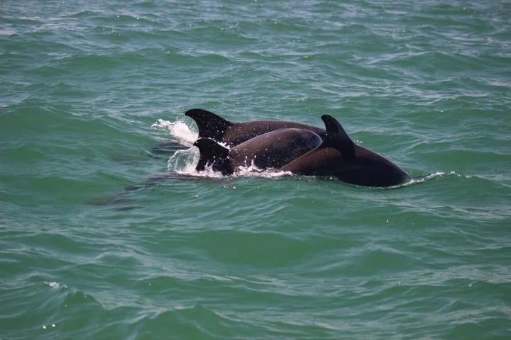 dolphin encounter