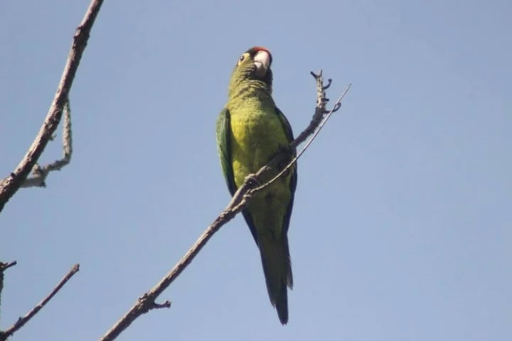 wildlife