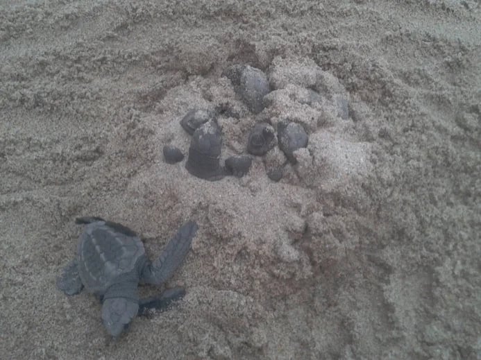 turtle release