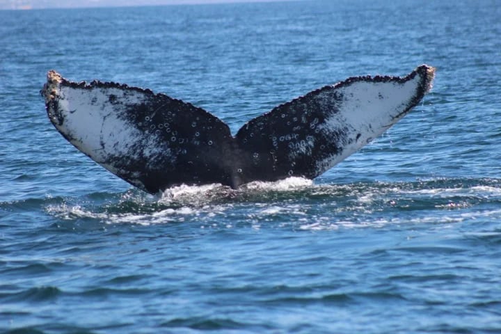 fluke
