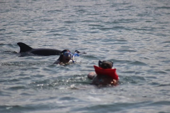 interacting with dolphins