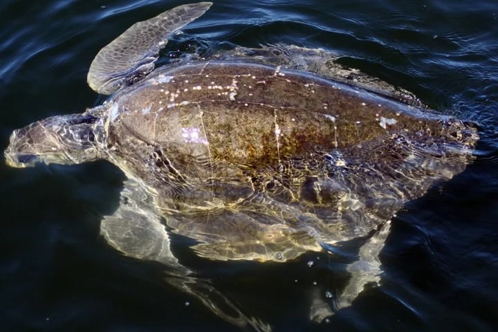 sea turtle