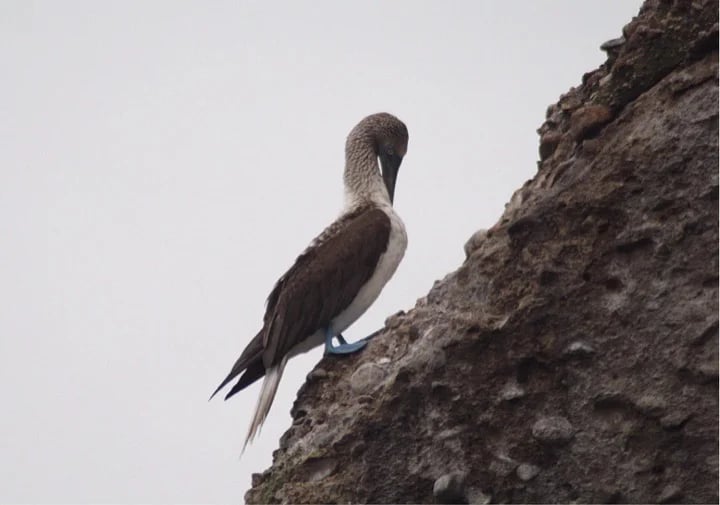 blue footed boobie bird