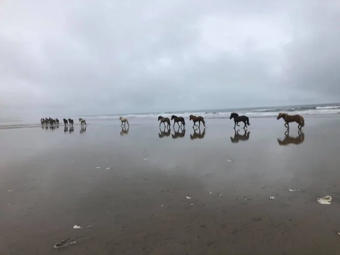 Horse trekking tour at Snaefellsnes peninsula 2021