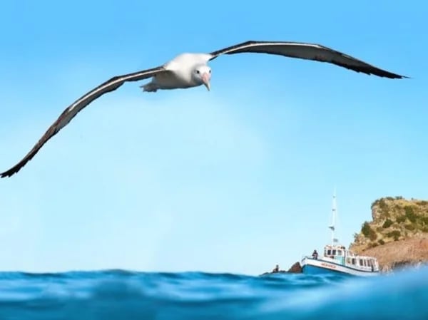 Dunedin & Otago Peninsula Scenery & Unique Wildlife Full Day Tour
