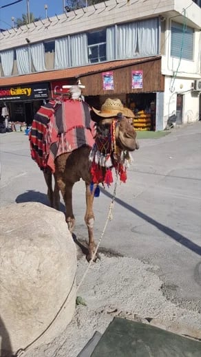 A below sea level camel in Jericho