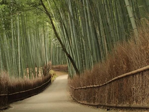 Private Half Day Walking Tour of the Bamboo Grove in Arashiyama