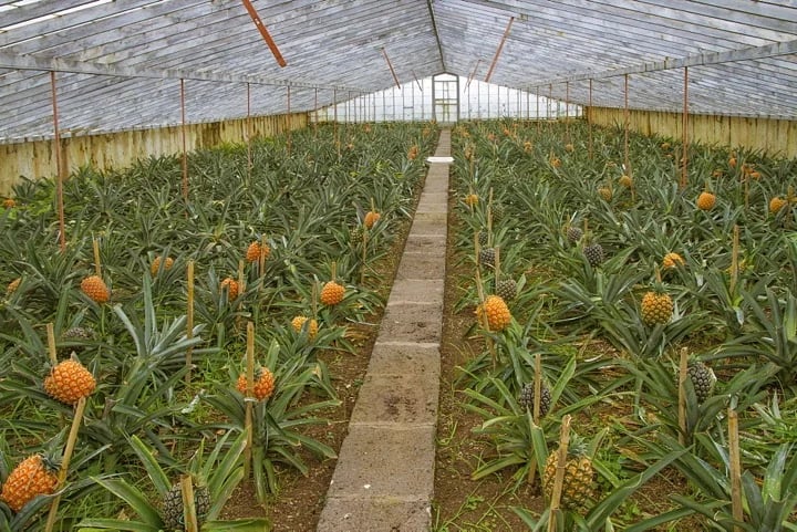 Pineapple Plantation Azores
