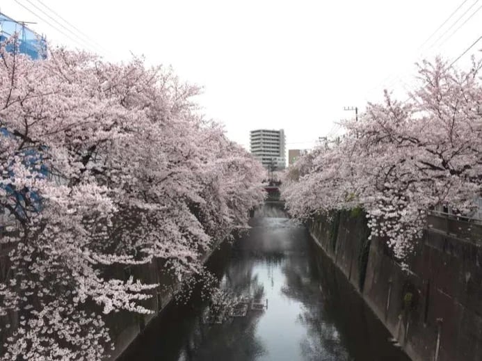 Chiaki K.'s gallery