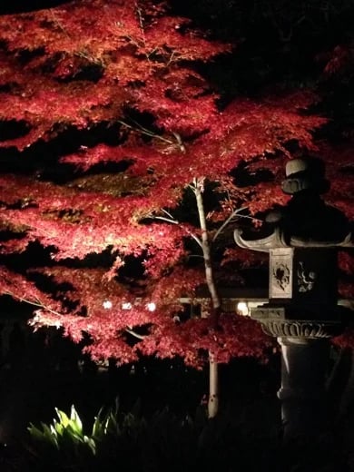 Chiaki K.'s gallery