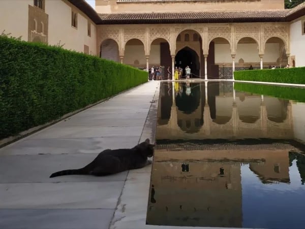 Alhambra Short Tour: Nasrid Palaces