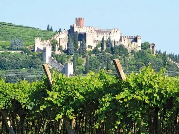 Soave wine tour with lunch, transport and visit of the Medieval Castle